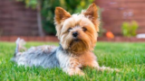 Devriez-vous acheter un Yorkshire Terrier ou un Chihuahua ?